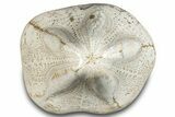 Polished Miocene Fossil Echinoid (Clypeaster) - Morocco #288933-1